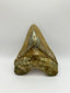 New Tooth 4