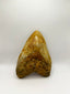New Tooth 5