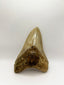 New Tooth 6