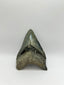 New Tooth 7
