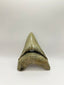 New Tooth 8