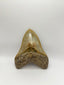 New Tooth 9