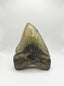 7.0" Meg Tooth