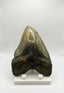 7.0" Meg Tooth