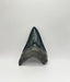 Georgia Meg Tooth