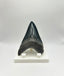 Georgia Meg Tooth