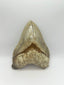 New Tooth 1