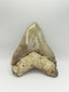 New Tooth 1