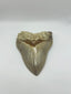 New Tooth 1