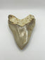 New Tooth 1