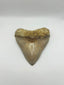 New Tooth 2