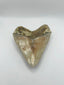 New Tooth 2