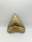 New Tooth 2
