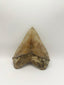 New Tooth 2
