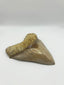 New Tooth 2
