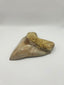 New Tooth 2