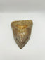 New Tooth 3