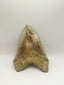 New Tooth 3
