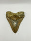 New Tooth 4
