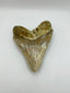 New Tooth 4