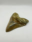 New Tooth 4