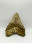 New Tooth 4