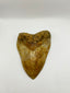 New Tooth 5