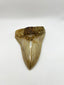 New Tooth 6