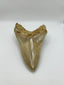 New Tooth 6