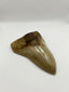 New Tooth 6