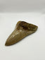 New Tooth 6