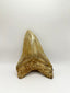 New Tooth 6