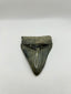 New Tooth 7