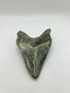 New Tooth 7