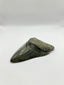 New Tooth 7