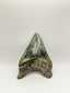 New Tooth 7