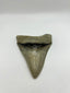 New Tooth 8