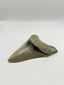 New Tooth 8