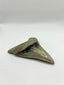 New Tooth 8