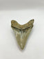 New Tooth 8
