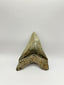 New Tooth 8