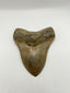 New Tooth 9