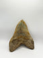 New Tooth 9