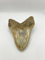 New Tooth 9