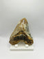 S&P Meg Tooth