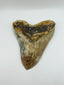 S&P Meg Tooth