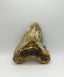 S&P Meg Tooth